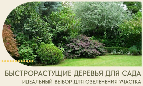 Быстрорастущие деревья для сада идеальный выбор в Крымске