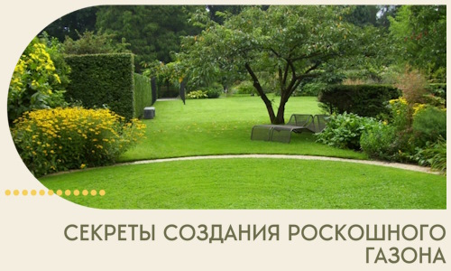 Секреты создания роскошного газона в Крымске